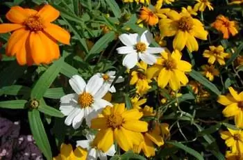 Крупный план некоторых узколистных цинний (Zinnia angustifolia) с цветками оранжевого, желтого и белого цветов.