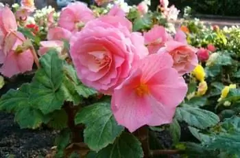 Крупный план прекрасных розовых клубневых бегоний (Begonia x tuberhybrida).