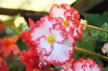 Крупный план клубневой бегонии (Begonia x tuberhybrida) с очаровательными белыми лепестками с морщинистыми красными краями.