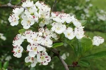 Крупный план листьев и цветов боярышника (Crataegus crus-galli).