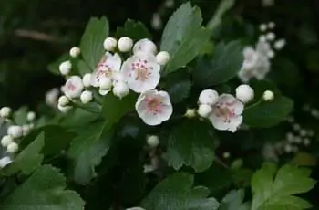 Крупный план белых цветов боярышника английского (Crataegus oxycantha).