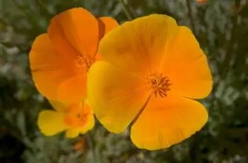 Крупный план трех мексиканских золотых маков (Eschscholzia Californica ssp. mexicana) и их восхитительных оранжевых и желтых цветов.