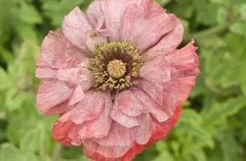 Крупный план изысканного мака Ширли Поппи Фландрия (Papaver rhoeas ‘Shirley Poppy’) с красными и белыми цветами в цветке.