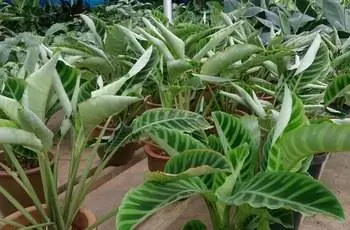 Ряды растений-зебр (Calathea zebrina), растущих в помещении.