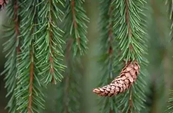 Крупный план ветки плакучей ели европейской (Picea abies ‘Pendula’).