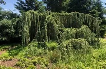 Величественный плакучий синий атласский кедр (Cedrus atlantica 'Glauca Pendula') поражает воображение.