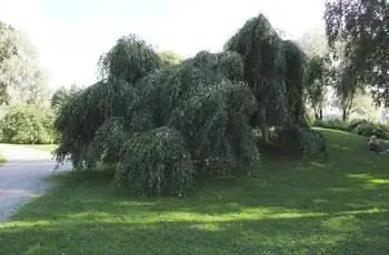 Береза молодая плакучая (Betula pendula ‘Youngii’) в дендрарии в Финляндии.