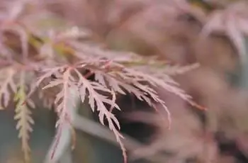 Крупный план листа японского клена «Красный дракон» (Acer palmatum «Red Dragon»).