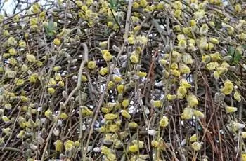 Крупный план некоторых ветвей плакучей ивы Килмарнок (Salix caprea 'Kilmarnock').