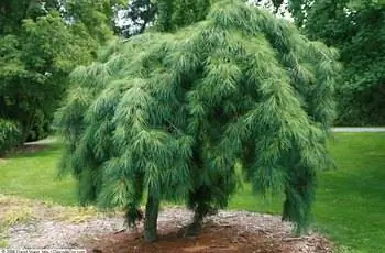 Плакучая белая сосна (Pinus strobus ‘Pendula’), растущая среди других более крупных деревьев.