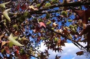 Результат американской сладкой резинки (Liquidambar styraciflua).