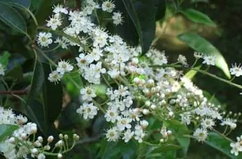 Горсть восхитительных цветков португальской лавровишни (Prunus lusitanica).