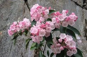 Букет чудесных розовых цветов горного лавра (Kalmia latifolia), растущих возле камней.