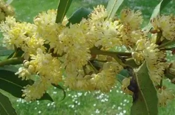 Крупный план нежных желтых цветков лавра лавра (Laurus nobilis).