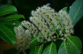 Несколько цветков лавровой вишни Каролины (Prunus caroliniana) ночью.