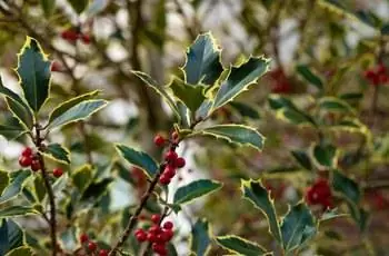 Крупный план листьев американского падуба (Ilex opaca).