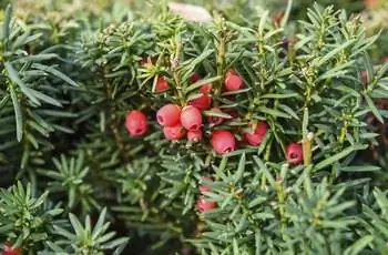 В саду растет тис обыкновенный (Taxus baccata) с красными плодами.