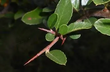 Крупный план шипов на алом огненном шипе (Pyracantha coccinea).