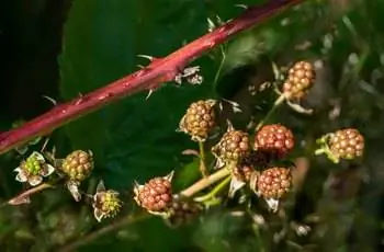 Незрелая ежевика (Rubus fruticosus), растущая на стебле с видимыми шипами.