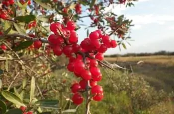 Крупный план залитого солнцем растения серебряной буйволиной (Shepherdia argentea) с видимыми шипами.