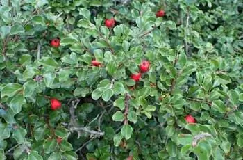 Кадр кадра заполняют листья клюквенного кизильника (Cotoneaster apiculatus), тут и там разбросанные красные ягоды.