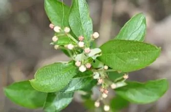 Крупный план сверху вниз некоторых листьев кустарника красной аронии (Aronia arbutifolia).