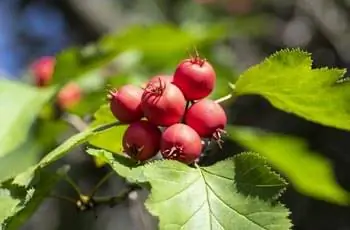 Крупный план ягод боярышника алого (Crataegus coccine).