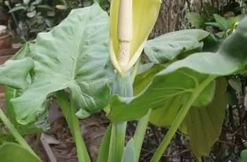 Большой цветок выскакивает из гигантского растения таро (Alocasia macrorhizos).