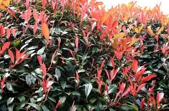 Вид сбоку на кустарник фотинии с красной верхушкой (Photinia x fraseri 'Red Robin') Red Robin (Photinia x fraseri 'Red Robin').