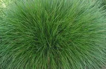 Шарик жевательной овсяницы (Festuca Rubra L. ssp. commutata) восхитительного зеленого цвета.