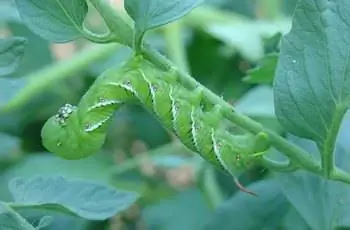 Зеленый табачный червь (Manduca sexta) ползет по лозе.