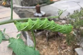 Томатный роговой червь (Manduca quinquemaculata) ползет по лозе.