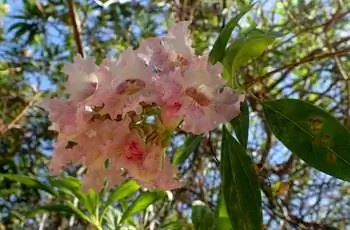 Результат затененных розовых цветков дерева читалпа Розовая заря (Chitalpa tashkentensis 'Pink Dawn').