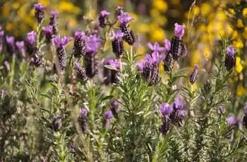 Цветочные головки испанской лаванды (Lavandula stoechas) покачиваются на ветру.