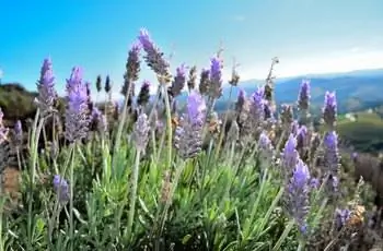 Цветы французской лаванды (Lavandula dentata) на склоне холма, а за ними голубое небо.