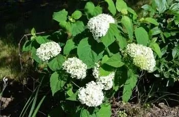 Из куста появляется горстка обильных цветочных головок гортензии Incrediball® (Hydrangea arborescens 'Abetwo').