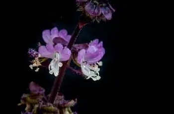 Пурпурно-белые цветы тайского базилика (Ocimum basilicum var. thyrsiflora) на черном фоне.