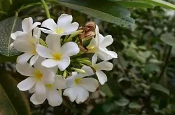 Гроздь белых цветков Plumeria alba.