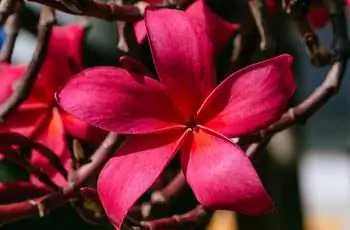 Крупный план сияющего красного цветка франжипани (Plumeria Rubra).