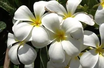 Крупный план некоторых сингапурских кладбищенских цветов (Plumeria obtusa).