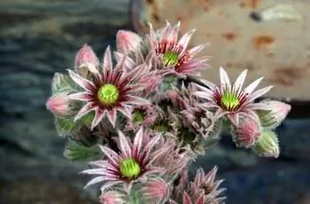 Цветущий домашний лук (Sempervivum tectorum), также известный как курица и цыплята.