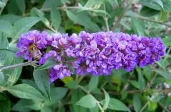 Крупный план метелки буддлеи Блю Чип (Buddleja 'Blue Chip') с сине-фиолетовыми цветками.