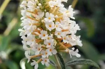 Крупный план метелки белых цветов куста бабочки Белый шар (Buddleja davidii 'White Ball').