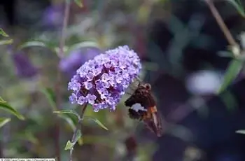 Крупный план лавандовых цветков куста бабочки Наньхо Блу (Buddleja davidii 'Nanho Blue') и бабочка, рассматривающая их.