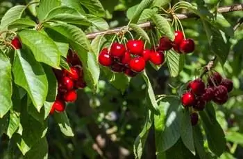 Спелые плоды висят на ветвях вишневого дерева Стелла (Prunus avium 'Stella').