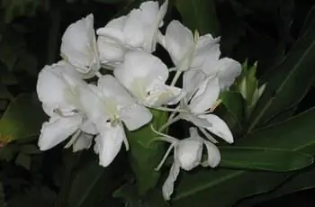 Крупный план нежных цветов имбирной лилии (Hedychium coronarium) ночью.