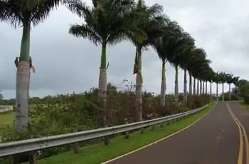 Вдоль однополосной дороги растет аккуратная линия королевских пальм (Roystonea regia).