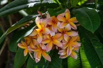 Великолепные красные цветы франжипани (Plumeria Rubra) растут в тени красного, оранжевого, желтого, белого и розового цветов.