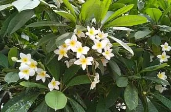 Из большого куста торчат нежные белые цветы Plumeria alba.