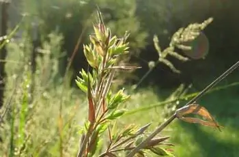 Некоторые речные тростниковые бамбуки (Arundinaria gigantea), светящиеся на солнце.